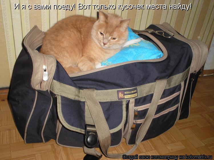 И я с вами поеду! Вот только кусочек места найду!... Котоматрица: И я с вами поеду! Вот только кусочек места найду!