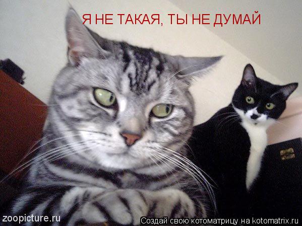Я НЕ ТАКАЯ, ТЫ НЕ ДУМАЙ... Котоматрица: Я НЕ ТАКАЯ, ТЫ НЕ ДУМАЙ
