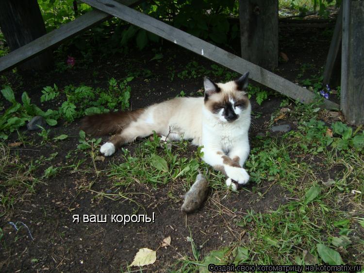 я ваш король!... Котоматрица: я ваш король!