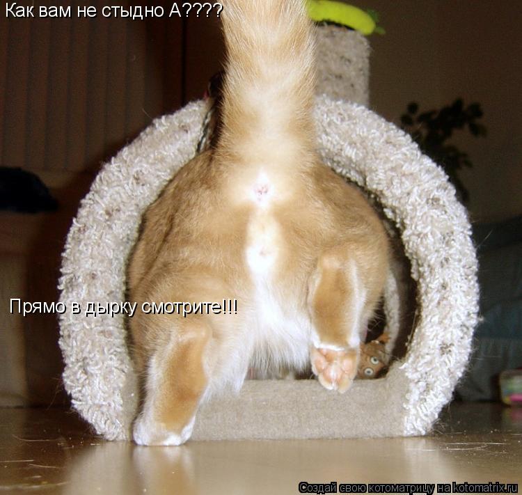Как вам не стыдно А???? Прямо в дырку смотрите!!!... Котоматрица: Как вам не стыдно А???? Прямо в дырку смотрите!!!