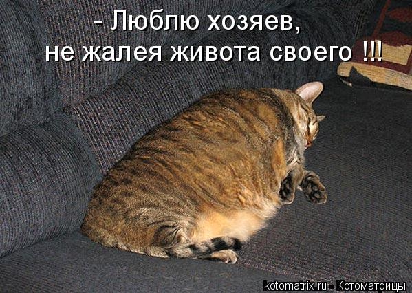 - Люблю хозяев, не жалея живота своего !!!... Котоматрица: - Люблю хозяев, не жалея живота своего !!!