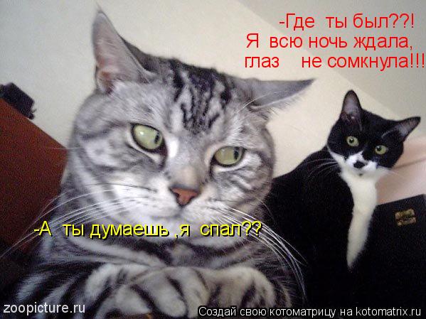 -Где ты был??! Я всю ночь ждала, глаз не сомкнула!!! -А ты думаешь ,я спал??... Котоматрица: -Где ты был??! Я всю ночь ждала, глаз не сомкнула!!! -А ты думаешь ,я спал??