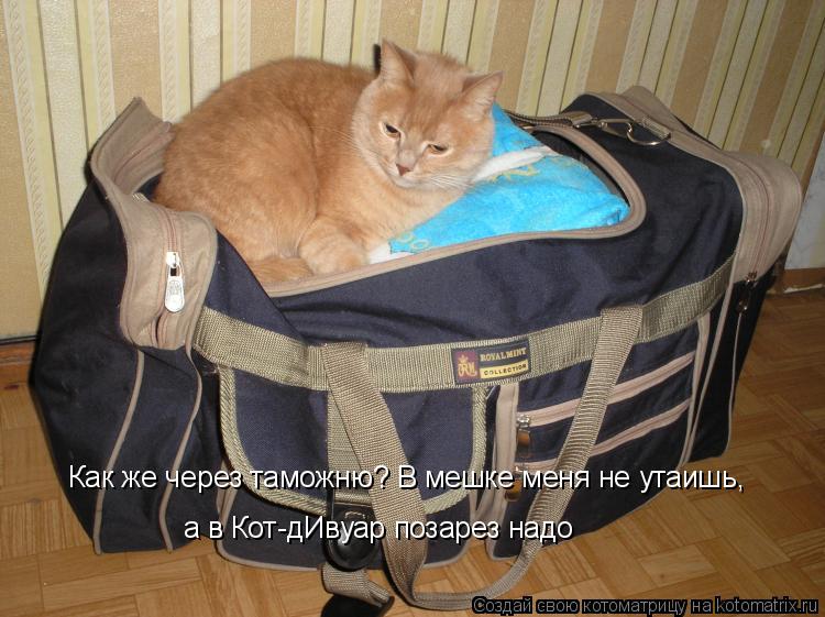 Как же через таможню? В мешке меня не утаишь, а в Кот-дИвуар позарез надо... Котоматрица: Как же через таможню? В мешке меня не утаишь, а в Кот-дИвуар позарез надо