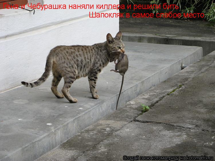Гена и Чебурашка наняли киллера и решили бить Шапокляк в самое слабое место... Котоматрица: Гена и Чебурашка наняли киллера и решили бить Шапокляк в самое слабое место