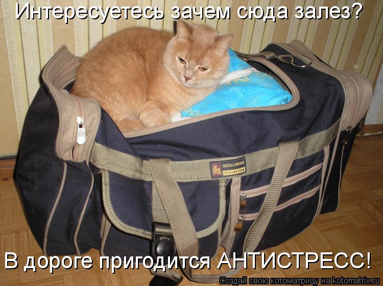 Интересуетесь зачем сюда залез? В дороге пригодится АНТИСТРЕСС!... Котоматрица: Интересуетесь зачем сюда залез? В дороге пригодится АНТИСТРЕСС!