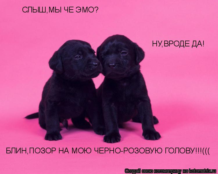 СЛЫШ,МЫ ЧЕ ЭМО? НУ,ВРОДЕ ДА! БЛИН,ПОЗОР НА МОЮ ЧЕРНО-РОЗОВУЮ ГОЛОВУ!!!(((... Котоматрица: СЛЫШ,МЫ ЧЕ ЭМО? НУ,ВРОДЕ ДА! БЛИН,ПОЗОР НА МОЮ ЧЕРНО-РОЗОВУЮ ГОЛОВУ!!!(((