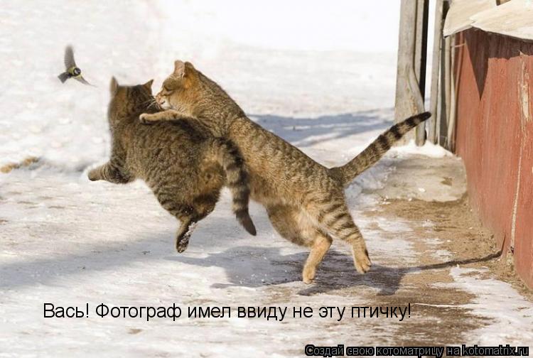 Вась! Фотограф имел ввиду не эту птичку!... Котоматрица: Вась! Фотограф имел ввиду не эту птичку!