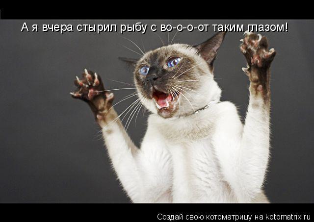 А я вчера стырил рыбу с во-о-о-от таким глазом!... Котоматрица: А я вчера стырил рыбу с во-о-о-от таким глазом!
