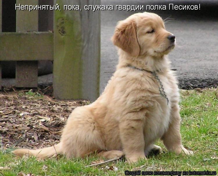 Непринятый, пока, служака гвардии полка Песиков!... Котоматрица: Непринятый, пока, служака гвардии полка Песиков!