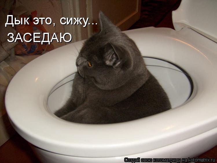 Дык это, сижу... ЗАСЕДАЮ... Котоматрица: Дык это, сижу... ЗАСЕДАЮ