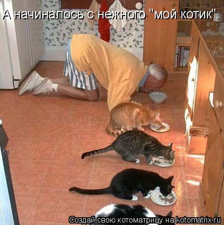 А начиналось с нежного "мой котик".... Котоматрица: А начиналось с нежного "мой котик".