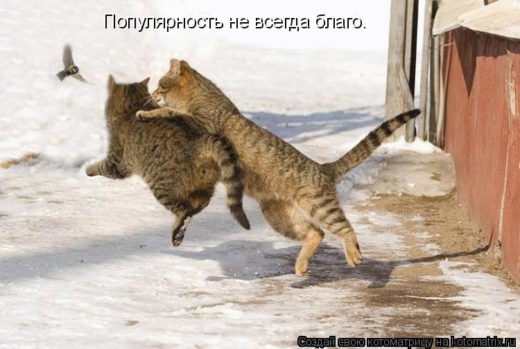 Популярность не всегда благо.... Котоматрица: Популярность не всегда благо.