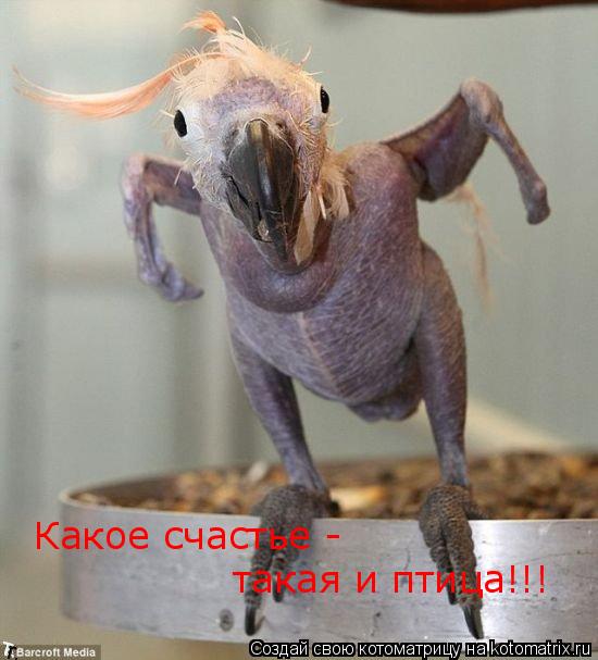 Какое счастье - такая и птица!!!... Котоматрица: Какое счастье - такая и птица!!!