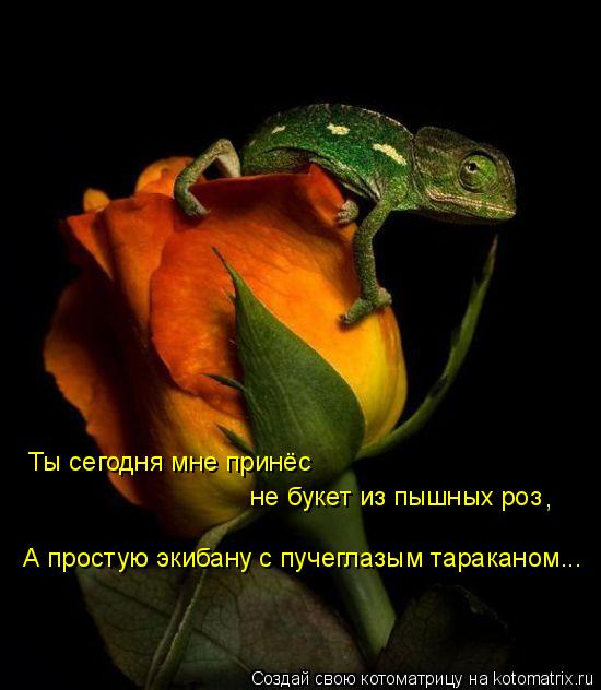 Котоматрица: Ты сегодня мне принёс  не букет из пышных роз , А простую экибану с пучеглазым тараканом...