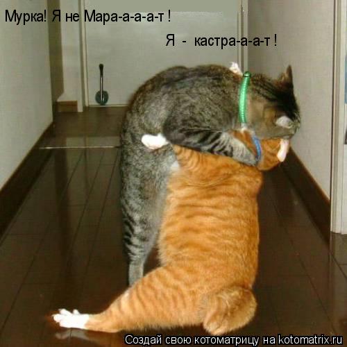 Мурка! Я не Мара-а-а-а-т ! Я - кастра-а-а-т !... Котоматрица: Мурка! Я не Мара-а-а-а-т ! Я - кастра-а-а-т !