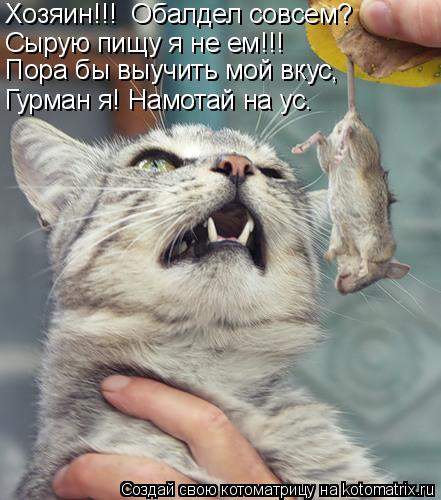 Сырую пищу я не ем!!! Хозяин!!! Обалдел совсем? Пора бы выучить мой вкус, Гурман я! Намотай на ус.... Котоматрица: Сырую пищу я не ем!!! Хозяин!!! Обалдел совсем? Пора бы выучить мой вкус, Гурман я! Намотай на ус.