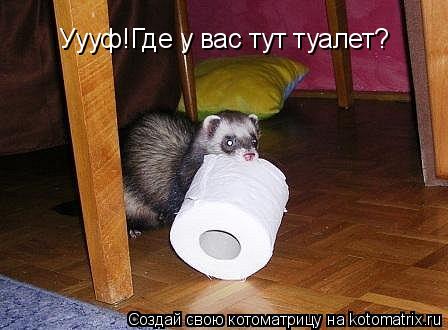 Уууф!Где у вас тут туалет?... Котоматрица: Уууф!Где у вас тут туалет?