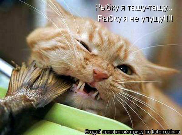Рыбку я тащу-тащу... Рыбку я не упущу!!!!... Котоматрица: Рыбку я тащу-тащу... Рыбку я не упущу!!!!