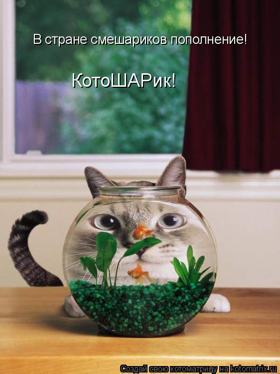 В стране смешариков пополнение! КотоШАРик!... Котоматрица: В стране смешариков пополнение! КотоШАРик!