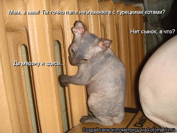 Мам, а мам! Ты точно папе не изменяла с турецкими котами? Нет сынок, а что? Да мёрзну я здесь...... Котоматрица: Мам, а мам! Ты точно папе не изменяла с турецкими котами? Нет сынок, а что? Да мёрзну я здесь...
