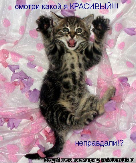 смотри какой я КРАСИВЫЙ!!! неправдали!?... Котоматрица: смотри какой я КРАСИВЫЙ!!! неправдали!?