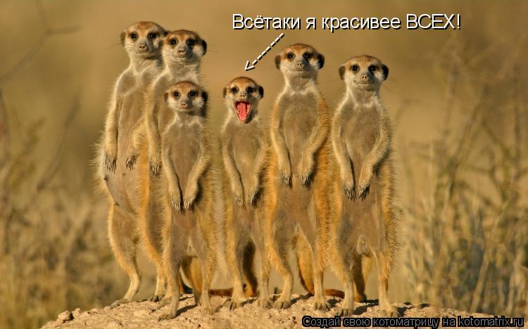 Всётаки я красивее ВСЕХ! <-------... Котоматрица: Всётаки я красивее ВСЕХ! <-------