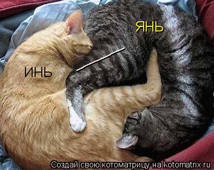 ИНЬ _______ ЯНЬ... Котоматрица: ИНЬ _______ ЯНЬ