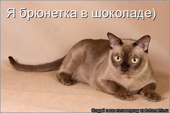 Я брюнетка в шоколаде)... Котоматрица: Я брюнетка в шоколаде)