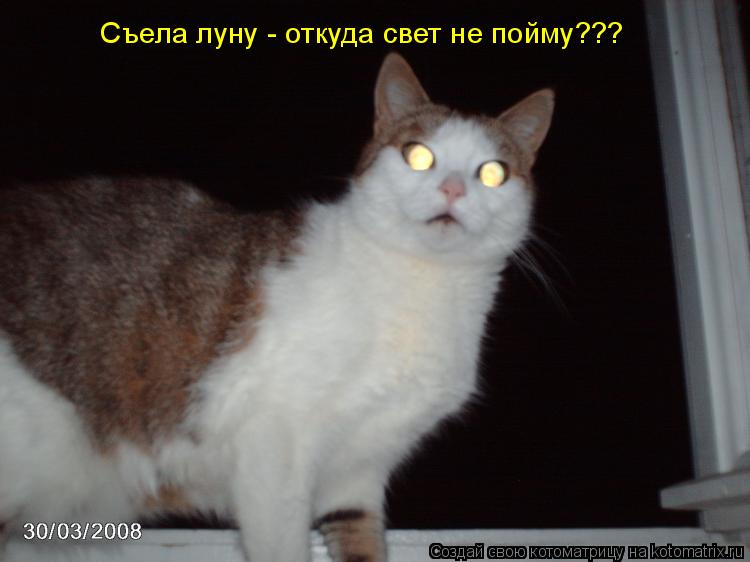 Съела луну - откуда свет не пойму???... Котоматрица: Съела луну - откуда свет не пойму???