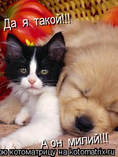 А он милий!!! Да я такой!!!... Котоматрица: А он милий!!! Да я такой!!!