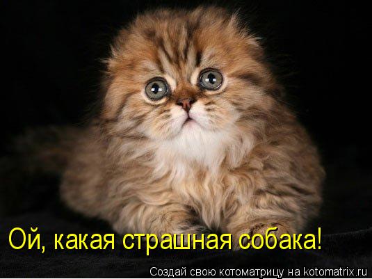 Ой, какая страшная собака!... Котоматрица: Ой, какая страшная собака!