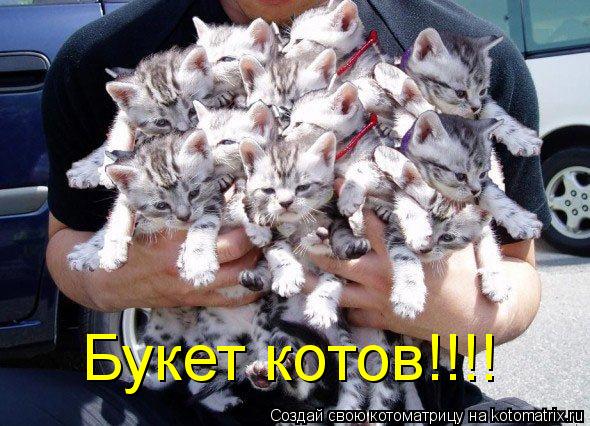Букет котов!!!!... Котоматрица: Букет котов!!!!