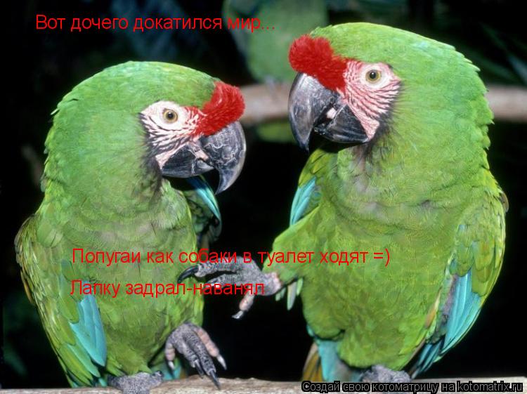 Вот дочего докатился мир... Попугаи как собаки в туалет ходят =) Лапку задрал-наванял... Котоматрица: Вот дочего докатился мир... Попугаи как собаки в туалет ходят =) Лапку задрал-наванял
