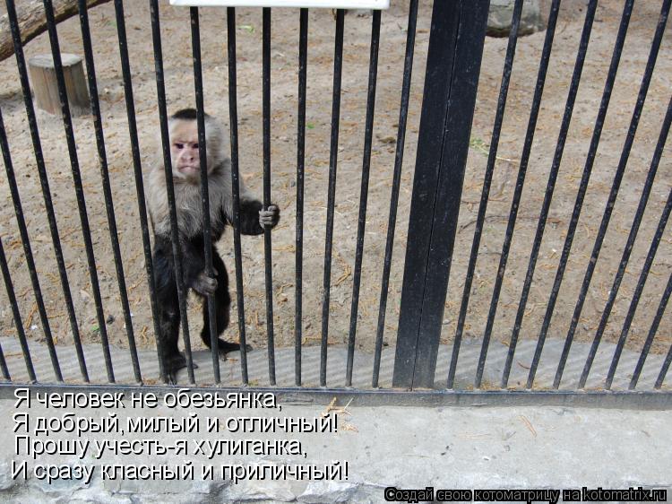 Я человек не обезьянка, Я добрый,милый и отличный! Я добрый,милый и отличный! Прошу учесть-я хулиганк... Котоматрица: Я человек не обезьянка, Я добрый,милый и отличный! Я добрый,милый и отличный! Прошу учесть-я хулиганка, И сразу класный и приличный!