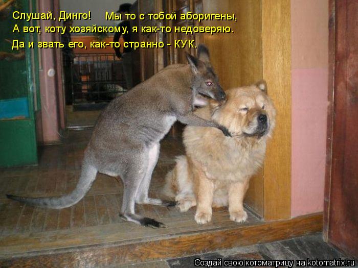 Котоматрица: Слушай, Динго! Да и звать его, как-то странно - КУК. Мы то с тобой аборигены, А вот, коту хозяйскому, я как-то недоверяю.