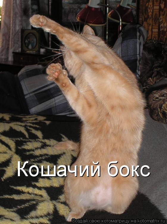 Котоматрица: Кошачий бокс