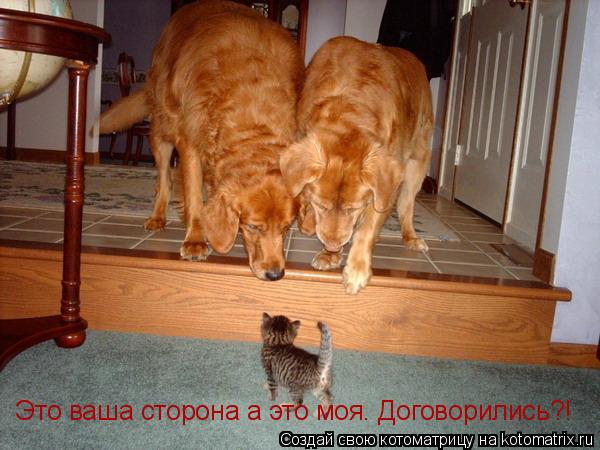 Котоматрица: Это ваша сторона а это моя. Договорились?!