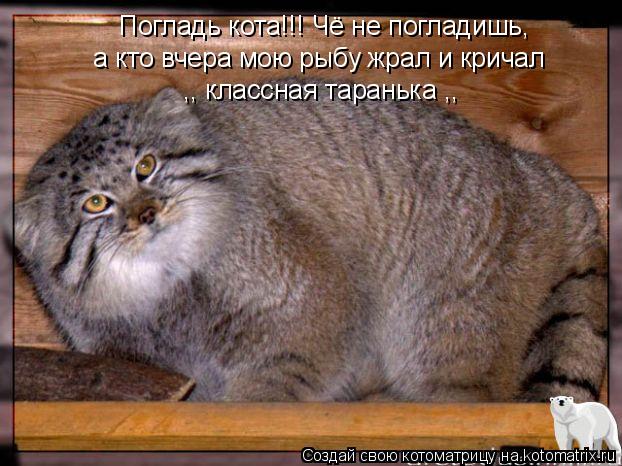 Котоматрица: Погладь кота!!! Чё не погладишь,  а кто вчера мою рыбу жрал и кричал  ,, классная таранька ,,