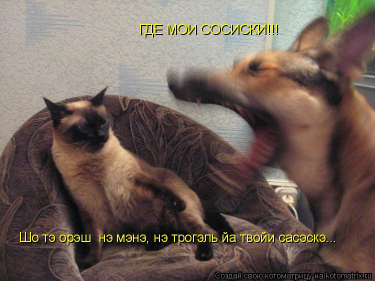 Котоматрица: ГДЕ МОИ СОСИСКИ!!! Шо тэ орэш  нэ мэнэ, нэ трогэль йа твойи сасэскэ...