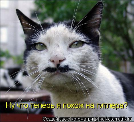 Котоматрица: Ну что теперь я похож на гитлера?
