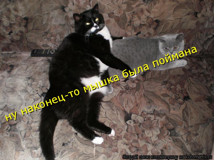 Котоматрица: ну наконец-то мышка была поймана