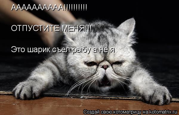 Котоматрица: АААААААААА!!!!!!!!!! ОТПУСТИТЕ МЕНЯ!!! Это шарик съел рыбу а не я