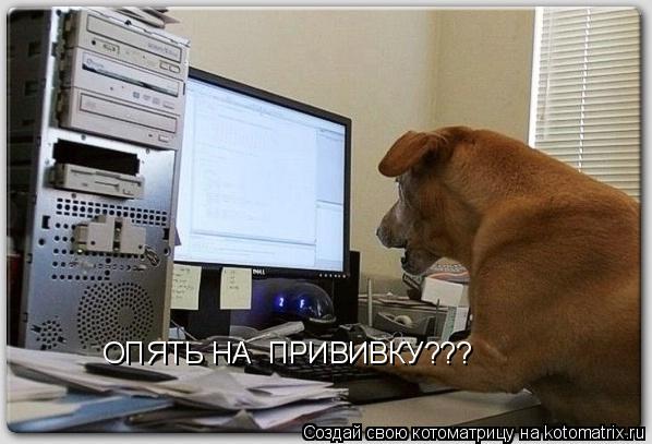 Котоматрица: ОПЯТЬ НА  ПРИВИВКУ???