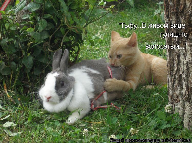 Котоматрица: "Тьфу...В живом виде гуляш-то волосатый..." "Тьфу...В живом виде  гуляш-то  волосатый..."