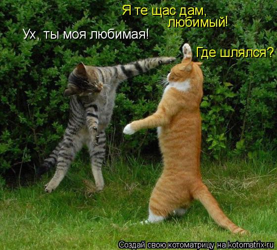 Котоматрица: Ух, ты моя любимая! Я те щас дам, любимый ! Где шлялся?