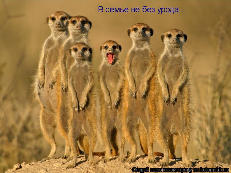 Котоматрица: В семье не без урода...