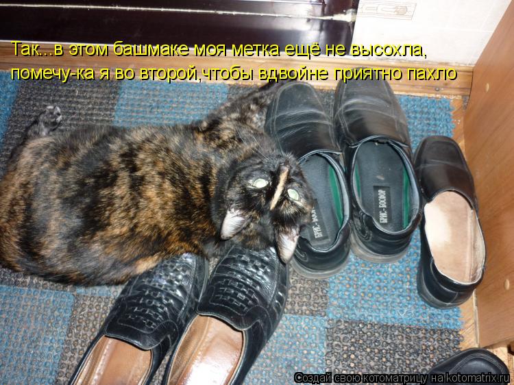 Котоматрица: помечу-ка я во второй,чтобы вдвойне приятно пахло Так...в этом башмаке моя метка ещё не высохла,
