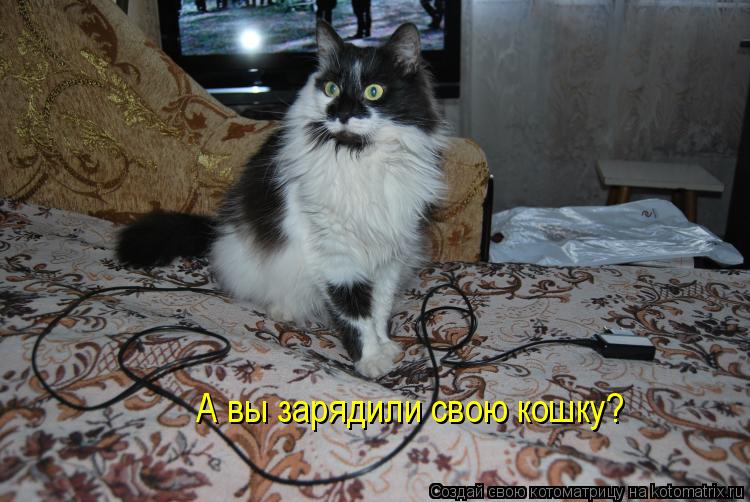 Котоматрица: А вы зарядили свою кошку?