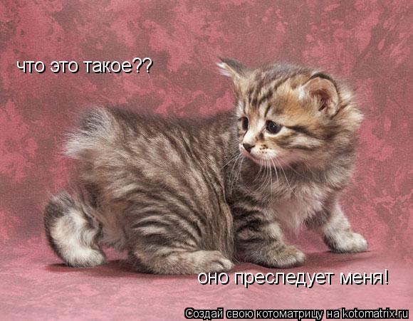 Котоматрица: что это такое?? оно преследует меня!