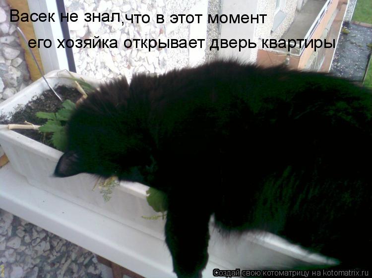 Котоматрица: Васек не знал  ,что в этот момент его хозяйка открывает дверь квартиры